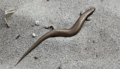 Chalcides bedriagai