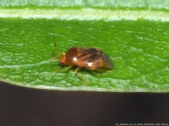 Monalocoris americanus