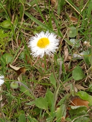 Erigeron procumbens