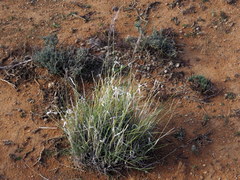 Stipagrostis ciliata capensis