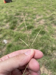 Digitaria bicornis
