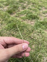 Digitaria bicornis