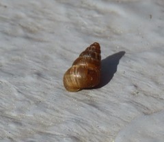 Cochlicella barbara