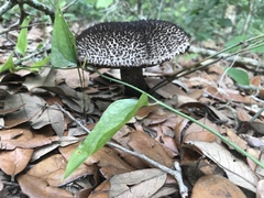 Strobilomyces strobilaceus image
