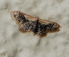 Idaea gemmata