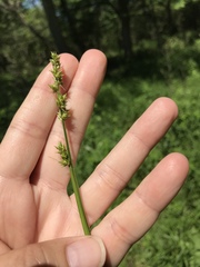Carex conjuncta