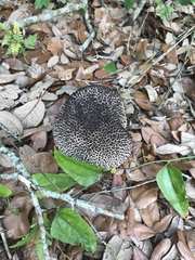 Strobilomyces strobilaceus image