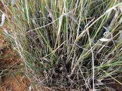 Stipagrostis ciliata capensis