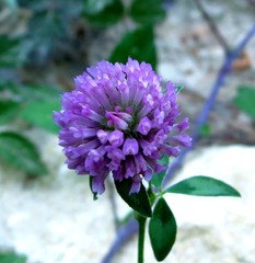 Trifolium pratense pratense