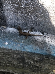Podarcis muralis