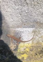 Podarcis muralis