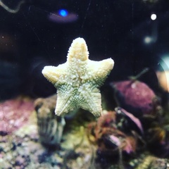 Asterina