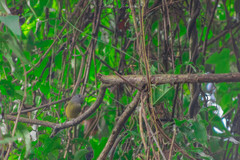 Mionectes rufiventris