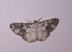 Psilalcis albibasis