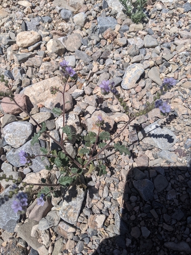 Mangas Spring phacelia (Phacelia bombycina)