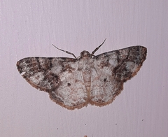 Psilalcis albibasis