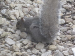 Sciurus carolinensis