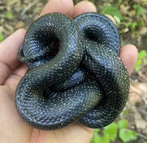 Black Kingsnake