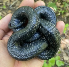 Black Kingsnake photo 1