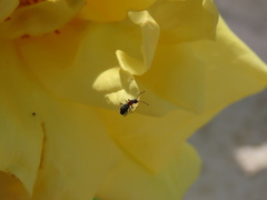 Cyrtosus cyanipennis