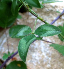Trifolium pratense pratense