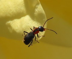 Cyrtosus cyanipennis