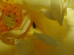 Cyrtosus cyanipennis