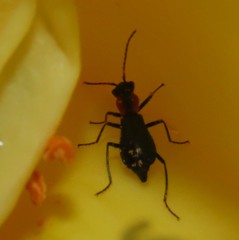 Cyrtosus cyanipennis