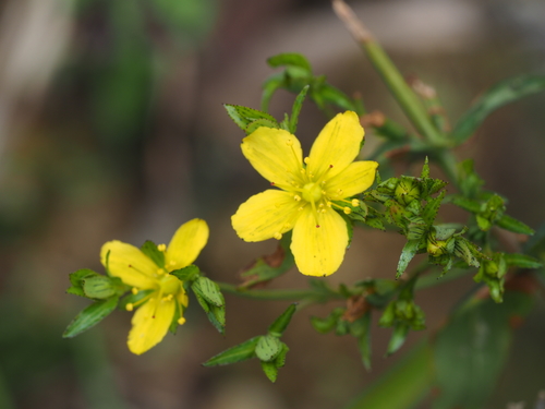 Hypericum seniawinii