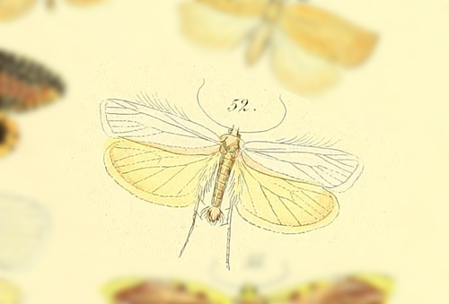 Areva laticilia