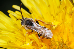 Nomada lathburiana