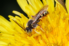 Nomada lathburiana