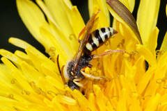 Nomada lathburiana