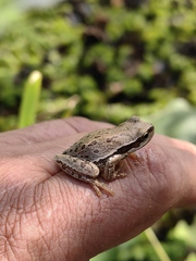 Hyla euphorbiacea