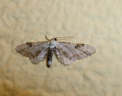 Eupithecia centaureata