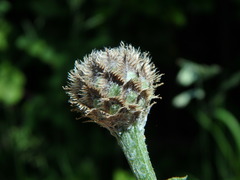Centaurea scabiosa