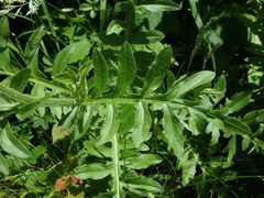 Centaurea scabiosa