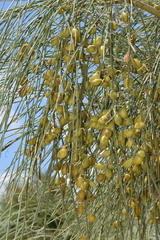 Retama monosperma