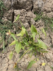 Sagittaria intermedia