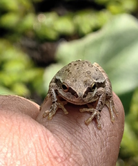 Hyla euphorbiacea