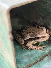 Hyla euphorbiacea