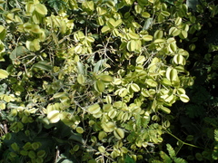 Combretum leprosum