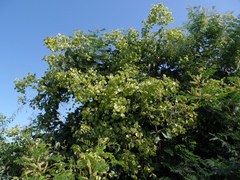 Combretum leprosum