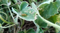 Henosepilachna argus