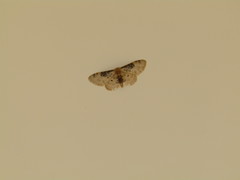Idaea filicata