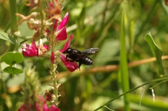 Megachile parietina