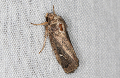 Proteuxoa hydraecioides
