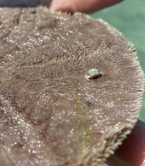 Dissodactylus mellitae