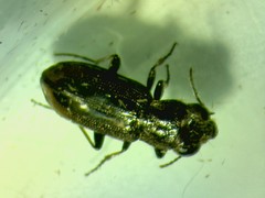 Notiophilus biguttatus