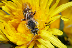 Nomada lathburiana
